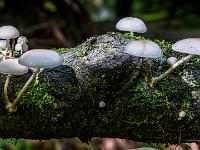 Pilze wachsen auf querliegendem Baumstamm